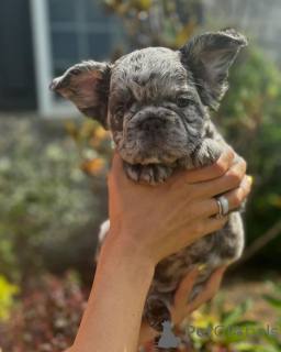 Photo №3. French Bulldogs puppies available for adoption. Germany