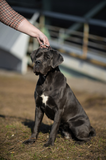 Photo №3. Very Breed Cane Corso. Russian Federation