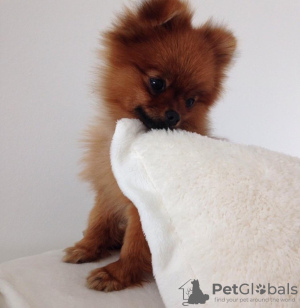 Photo №1. pomeranian - for sale in the city of Münster | negotiated | Announcement № 32157
