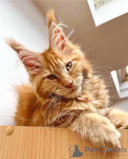 Photo №4. I will sell maine coon in the city of Berlin. breeder - price - 528$