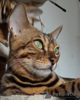 Additional photos: Bengal kittens for sale
