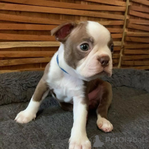 Photo №3. Gorgeous Boston terrier for sale. Germany