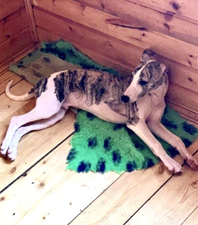 Photo №1. whippet - for sale in the city of St. Petersburg | 806$ | Announcement № 1309