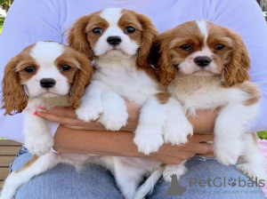 Photo №1. cavalier king charles spaniel - for sale in the city of Дублин | 423$ | Announcement № 58343