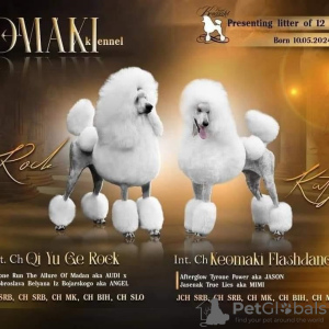 Photo №1. poodle (royal) - for sale in the city of Belgrade | negotiated | Announcement № 116919