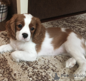 Photo №1. cavalier king charles spaniel - for sale in the city of Москва | 1637$ | Announcement № 9168