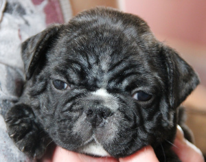 Photo №1. french bulldog - for sale in the city of Voronezh | 500$ | Announcement № 1426