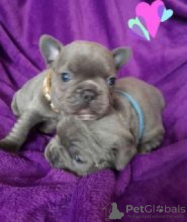 Photo №1. french bulldog - for sale in the city of Joensuu | negotiated | Announcement № 55335