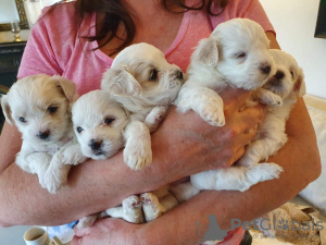 Photo №1. maltese dog - for sale in the city of Утрехт | Is free | Announcement № 8667