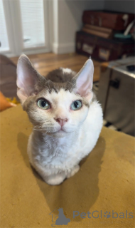 Photo №1. devon rex - for sale in the city of Frechen | 361$ | Announcement № 154583
