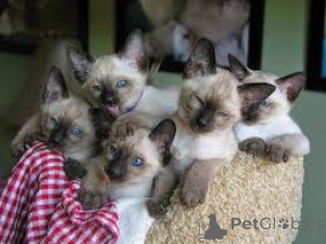 Photo №1. siamese cat - for sale in the city of Brussels | 516$ | Announcement № 166605