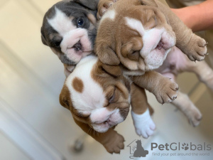 Photo №3. Passionate English Bulldog puppies available. Netherlands