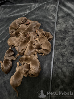 Photo №2 to announcement № 163388 for the sale of dobermann - buy in Poland 