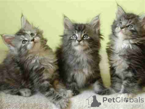 Photo №1. maine coon - for sale in the city of Котка | 329$ | Announcement № 140905