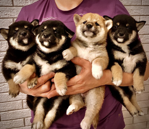 Photo №1. shiba inu - for sale in the city of Permian | Negotiated | Announcement № 5647