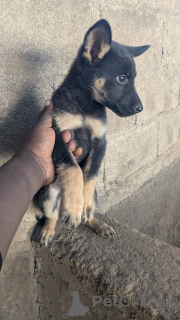 Photo №2 to announcement № 166113 for the sale of german shepherd - buy in Germany 