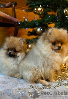 Photo №3.  Purebred Small German Spitz Puppies Ready for Loving Homes! . Latvia
