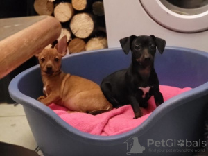 Photo №1. miniature pinscher - for sale in the city of Berlin | Is free | Announcement № 126555