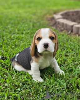 Photo №2 to announcement № 124722 for the sale of beagle - buy in Germany 