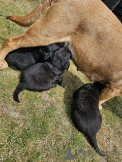 Photo №1. labrador retriever - for sale in the city of ROVANIEMI | 506$ | Announcement № 168902