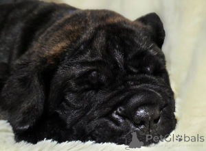 Photo №3. Cane Corso PupsPure Championship Genes. Austria