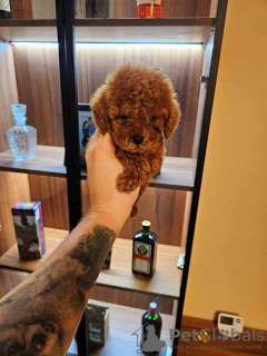 Additional photos: Toy Poodle puppies