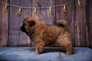Photo №2 to announcement № 62442 for the sale of eurasier - buy in Russian Federation from nursery