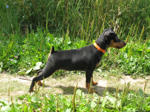 Photo №1. miniature pinscher - for sale in the city of Mogilyov | Negotiated | Announcement № 2994