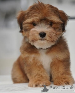 Photo №2 to announcement № 168381 for the sale of havanese dog - buy in Sweden private announcement, breeder