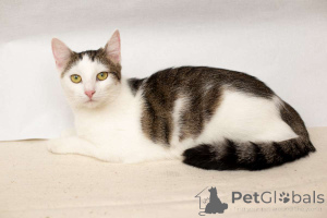 Photo №2 to announcement № 149226 for the sale of  - buy in Belarus private announcement