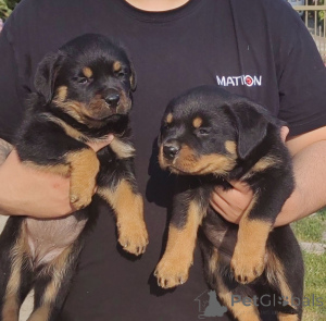Photo №4. I will sell rottweiler in the city of Jagodina. private announcement - price - negotiated