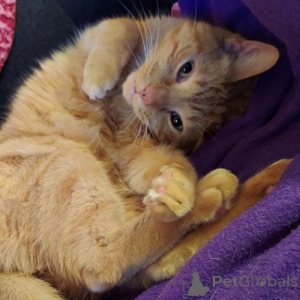 Photo №2 to announcement № 138759 for the sale of american shorthair - buy in Germany breeder