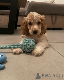 Photo №2 to announcement № 119847 for the sale of english cocker spaniel - buy in Bosnia and Herzegovina private announcement