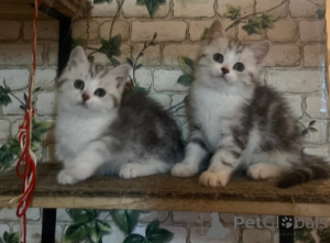 Photo №3. Munchkin kittens. Germany