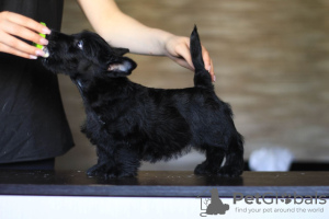 Photo №2 to announcement № 11166 for the sale of scottish terrier - buy in Ukraine private announcement