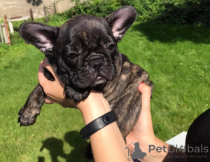 Photo №4. I will sell french bulldog in the city of Brzeg. breeder - price - 2366$