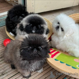 Photo №1. pekingese - for sale in the city of Vienna | negotiated | Announcement № 132016