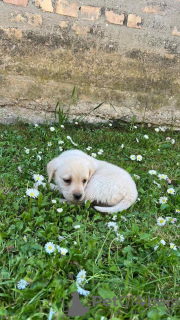 Photo №4. I will sell labrador retriever in the city of Jakovo. breeder - price - negotiated