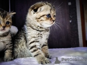 Photo №2 to announcement № 10810 for the sale of scottish fold - buy in Belarus 