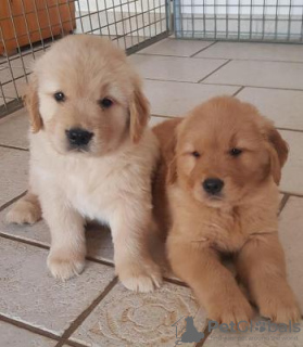 Photo №1. golden retriever - for sale in the city of Arel | Is free | Announcement № 105497