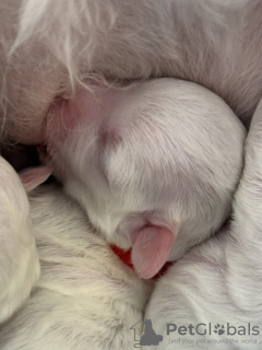Photo №4. I will sell bichon frise in the city of Jena. private announcement - price - 550$