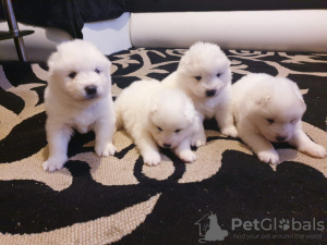 Photo №1. samoyed dog - for sale in the city of Ħad-Dingli | negotiated | Announcement № 47615