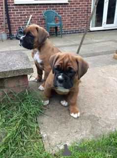 Photo №1. boxer - for sale in the city of Berlin | negotiated | Announcement № 156756