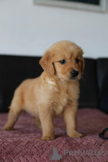 Photo №2 to announcement № 62309 for the sale of golden retriever - buy in Poland breeder
