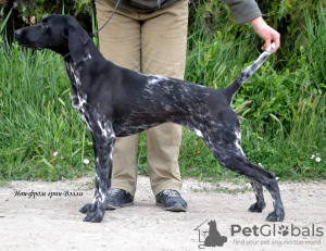 Photo №2 to announcement № 7370 for the sale of non-pedigree dogs - buy in Ukraine from nursery