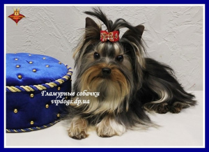 Photo №1. yorkshire terrier - for sale in the city of Kiev | 2737$ | Announcement № 6233