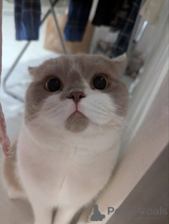 Photo №2 to announcement № 165880 for the sale of british shorthair - buy in Belgium breeder