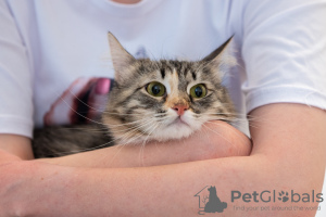 Additional photos: Fluffy tricolor cat Maggie in good hands