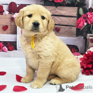 Photo №1. golden retriever - for sale in the city of Phoenix | 350$ | Announcement № 164477