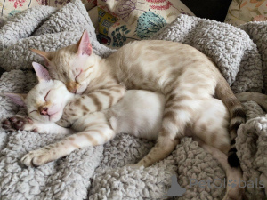 Photo №2 to announcement № 176769 for the sale of bengal cat - buy in Germany 